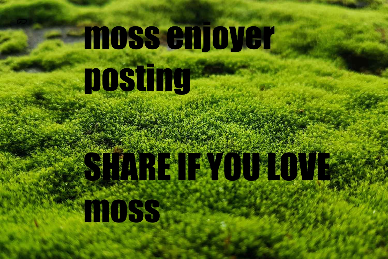 i really like moss